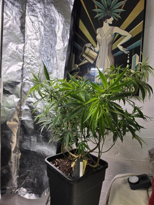 Zupernova Clones. Week 13