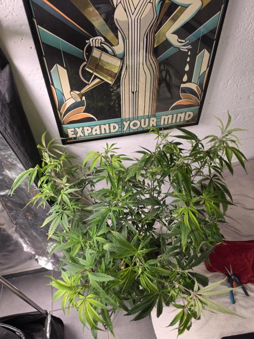 Zupernova Clones. Week 13