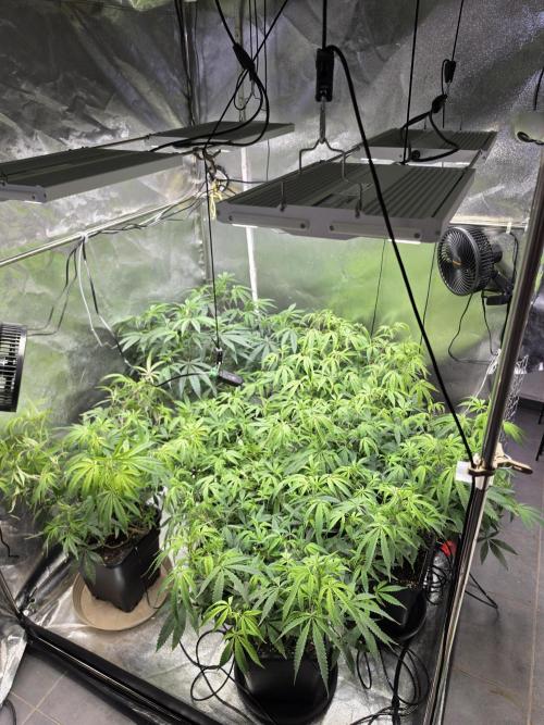 Zupernova Clones. Week 13