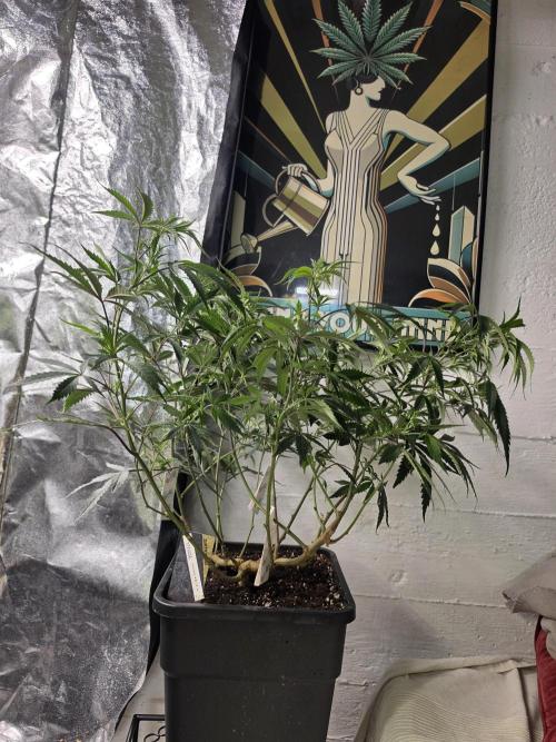 Zupernova Clones. Week 13