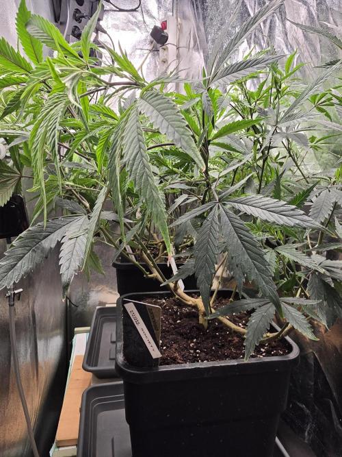 Zupernova Clones. Week 13