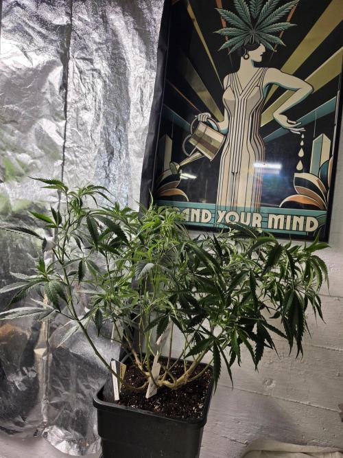 Zupernova Clones. Week 13