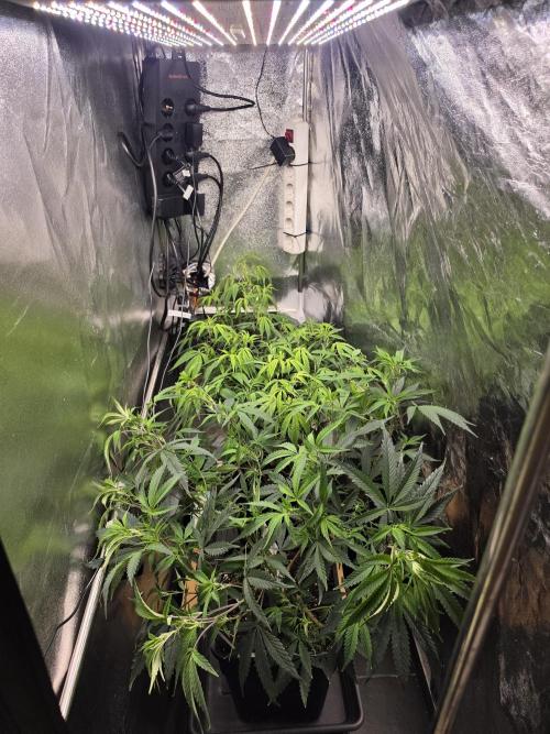 Zupernova Clones. Week 13