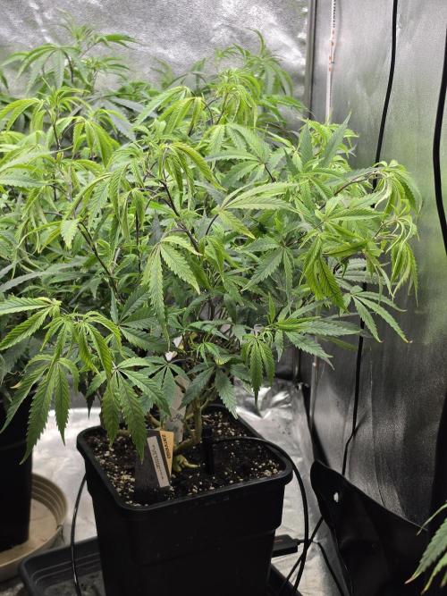 Zupernova Clones. Week 13