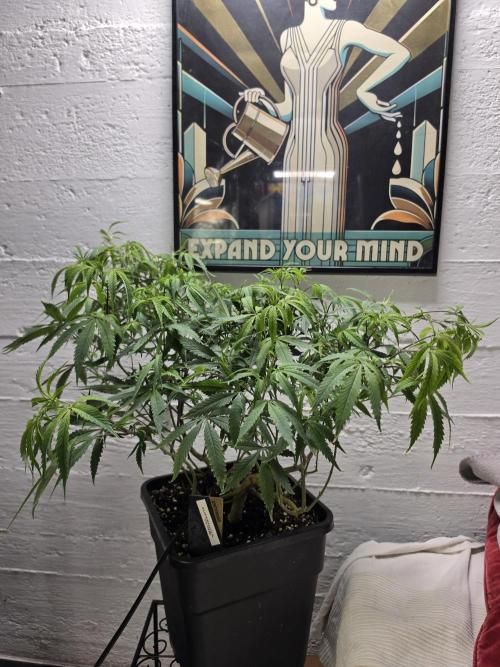 Zupernova Clones. Week 13