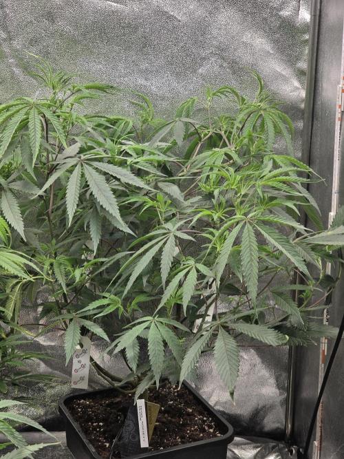 Zupernova Clones. Week 13