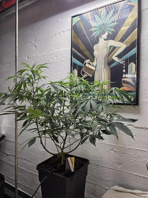 Zupernova Clones. Week 13