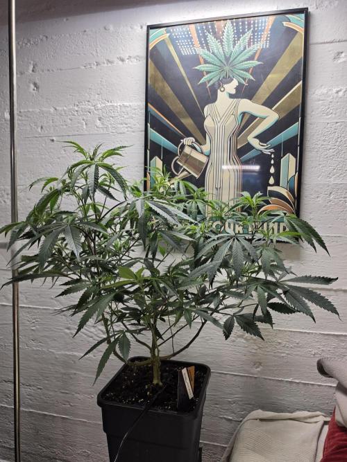 Zupernova Clones. Week 13