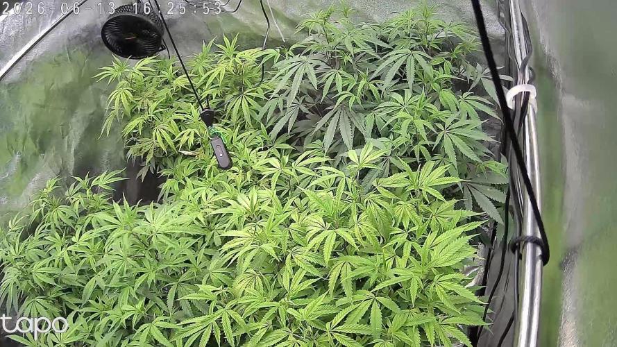Zupernova Clones. Week 14