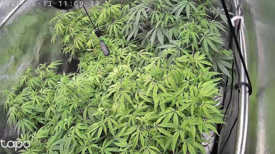 Zupernova Clones. Week 14