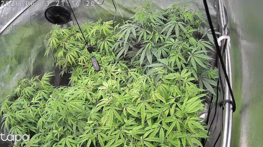 Zupernova Clones. Week 14