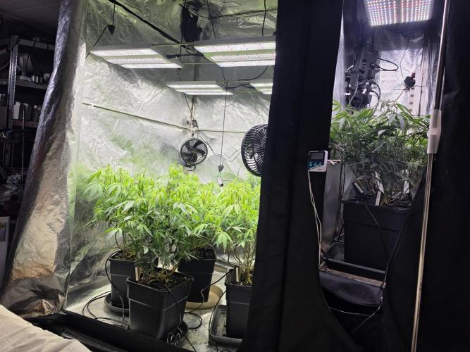 Zupernova Clones. Week 14