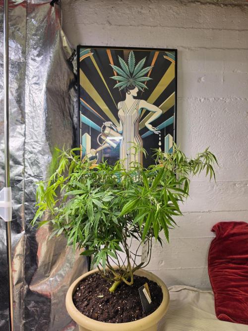 Zupernova Clones. Week 15