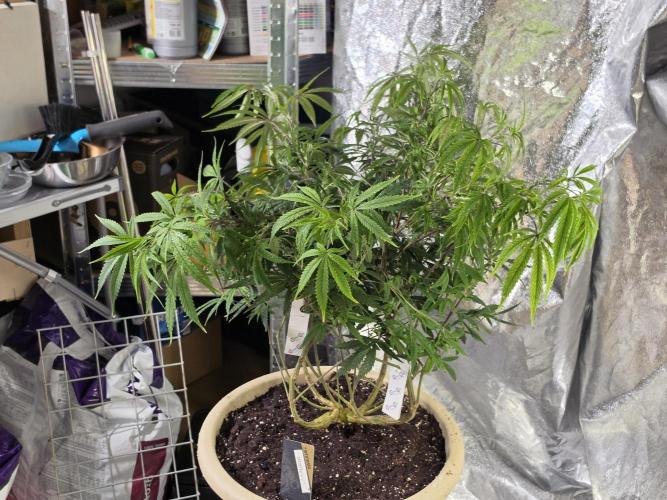 Zupernova Clones. Week 15