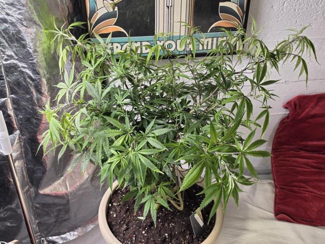 Zupernova Clones. Week 15