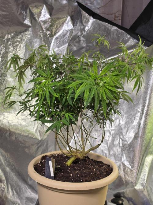 Zupernova Clones. Week 15