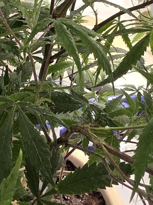 Zupernova Clones. Week 15