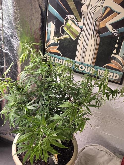 Zupernova Clones. Week 15