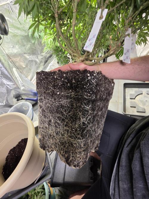 Zupernova Clones. Week 15