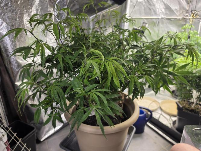 Zupernova Clones. Week 15