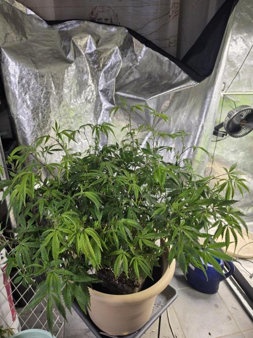Zupernova Clones. Week 15