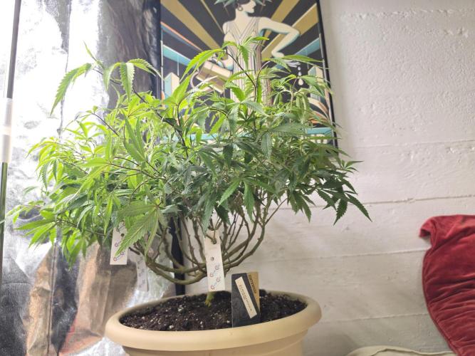 Zupernova Clones. Week 15