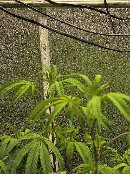 Zupernova Clones. Week 15
