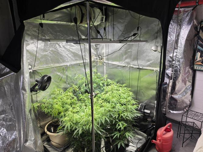 Zupernova Clones. Week 15