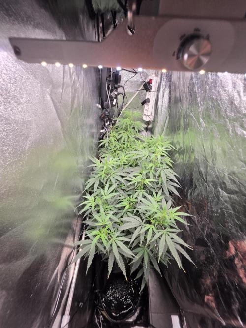 Zupernova Clones. Week 15