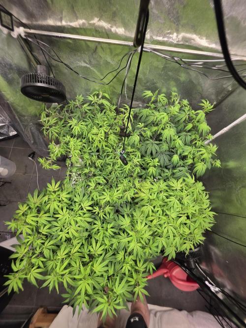 Zupernova Clones. Week 15