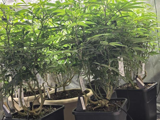 Zupernova Clones. Week 15