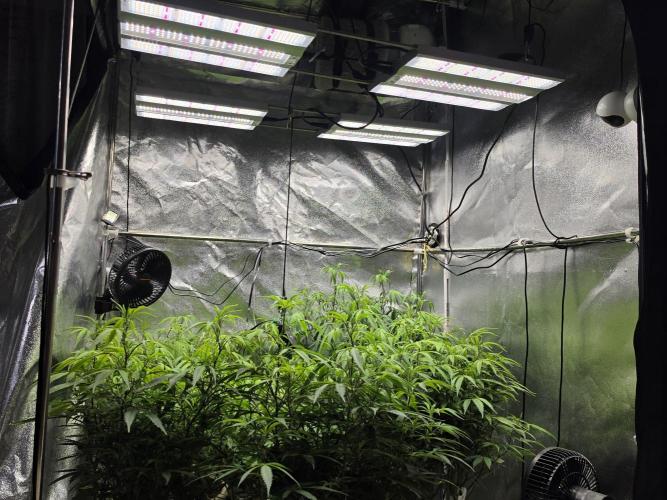 Zupernova Clones. Week 15