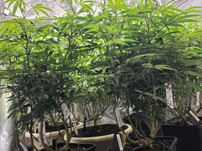 Zupernova Clones. Week 15