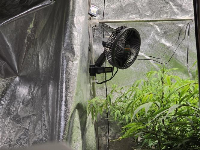 Zupernova Clones. Week 15
