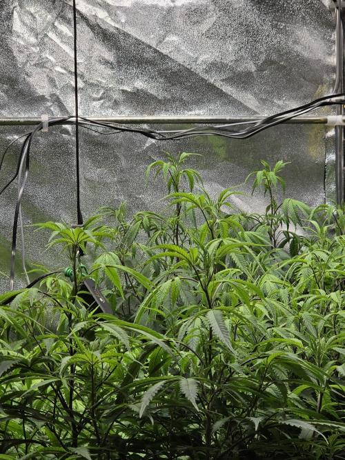 Zupernova Clones. Week 15