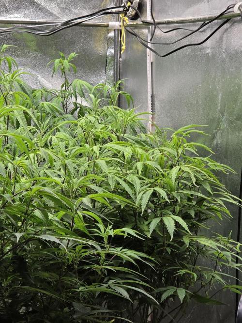 Zupernova Clones. Week 15