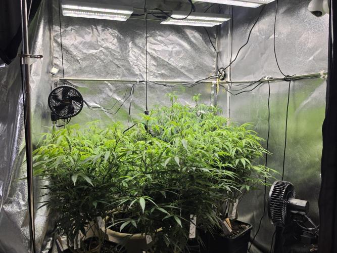 Zupernova Clones. Week 15