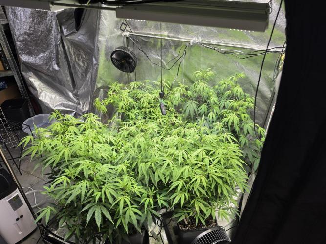 Zupernova Clones. Week 15