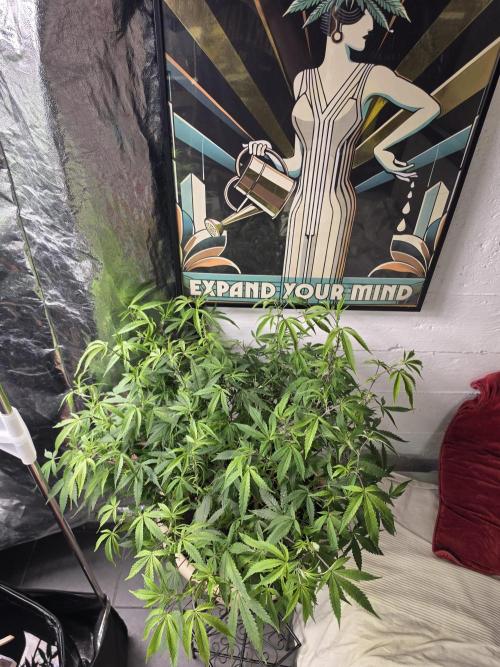 Zupernova Clones. Week 15