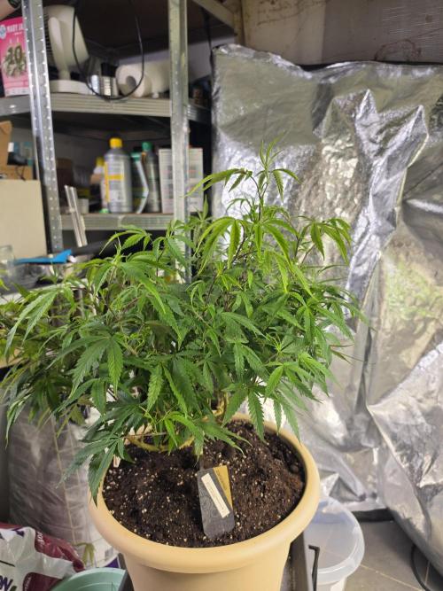 Zupernova Clones. Week 15