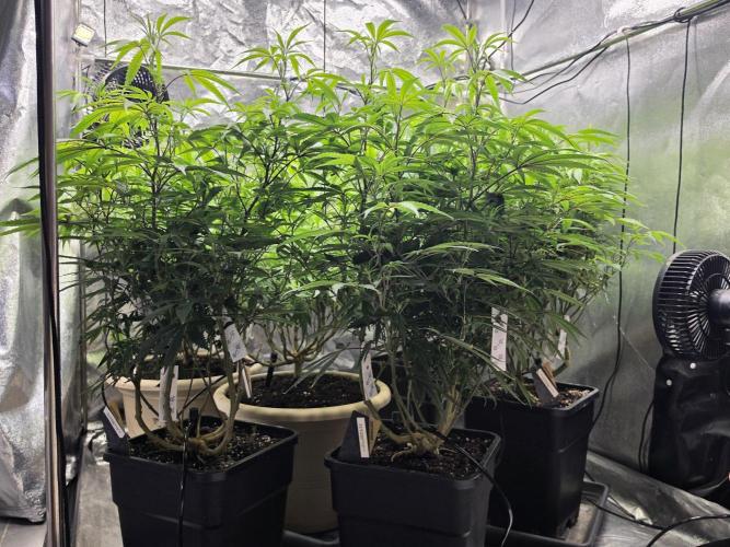 Zupernova Clones. Week 15