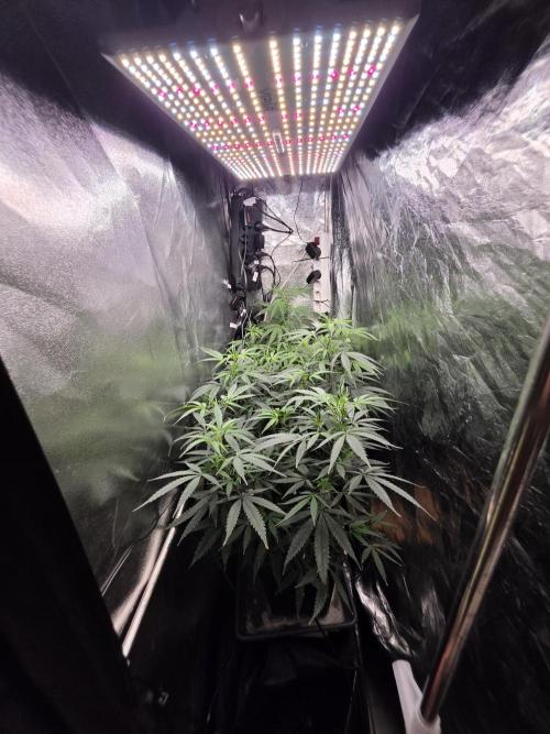 Zupernova Clones. Week 15