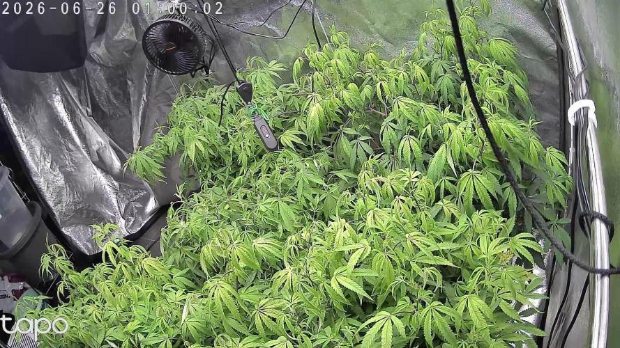 Zupernova Clones. Week 16