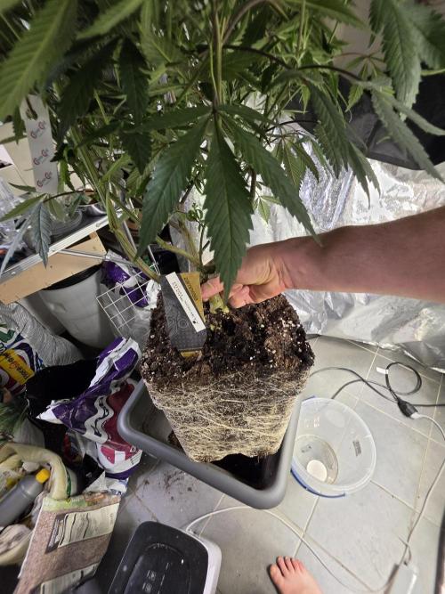 Zupernova Clones. Week 16