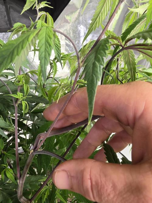 Zupernova Clones. Week 16