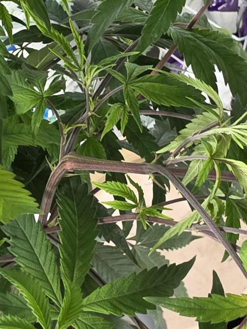 Zupernova Clones. Week 16