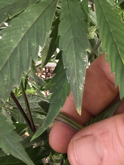 Zupernova Clones. Week 16