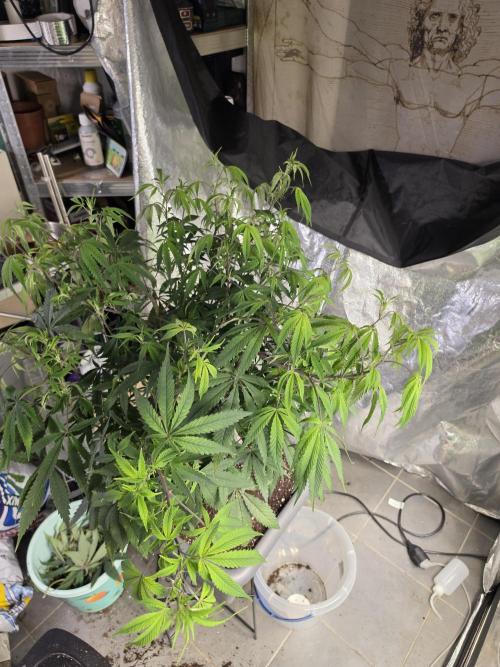 Zupernova Clones. Week 16