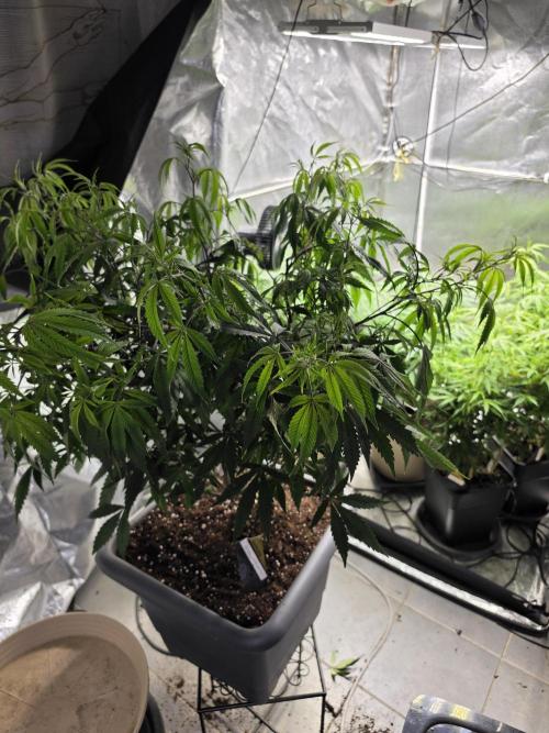 Zupernova Clones. Week 16