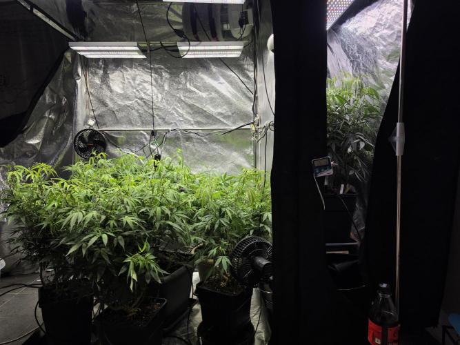 Zupernova Clones. Week 16